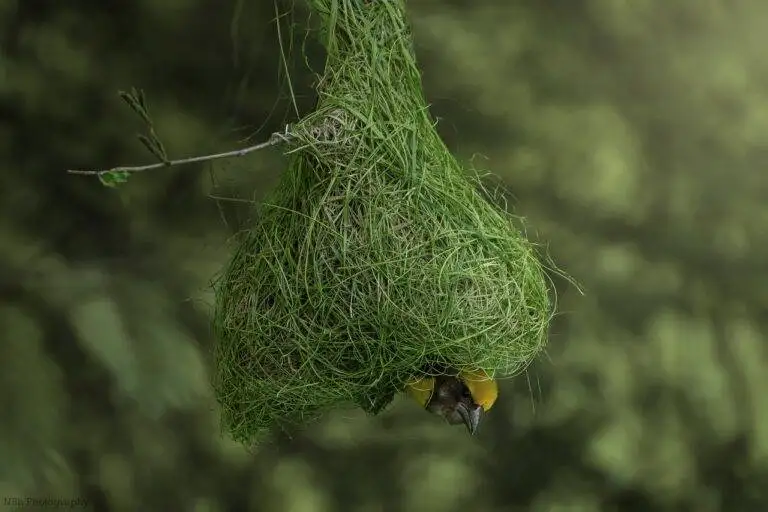 Exploring Political Campaign Strategies for Emerging Technologies